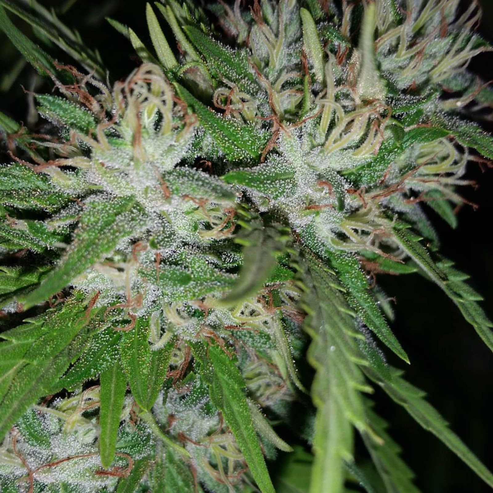 RedBird Double Dream Leafly